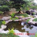 罗汉松—庭院设计
