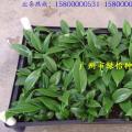 新品种蔓绿绒（爬藤植物）