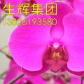 蝴蝶兰