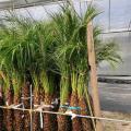 美丽针葵