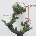 罗汉松(金钻)