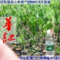 缅茄苗