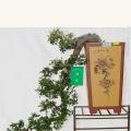 福建茶