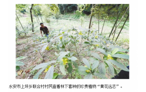 福建永安：林下套种珍贵植物“黄花远志”