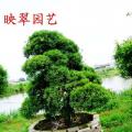日本罗汉松