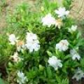 花叶栀子花