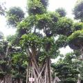 细叶榕