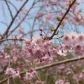 垂枝樱花