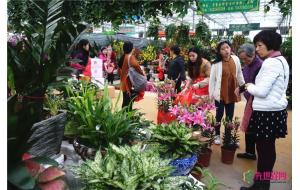 广东：陈村迎春花市将开锣 规模全国居首