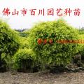 黄金香柳
