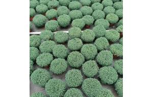 植物认知 | 100种 · 常用园林植物，图文并茂