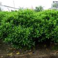 非洲茉莉