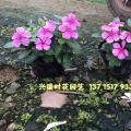 长春花