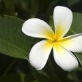 鸡蛋花