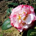 宽彩带
