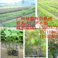 绿化树