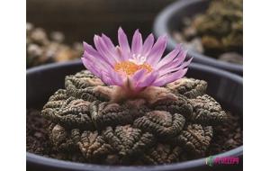 南京：中山植物园展出200多珍稀多肉 龟甲牡丹价值上万