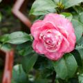 茶花