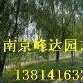 垂柳