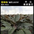 蔓绿绒