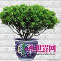 米兰