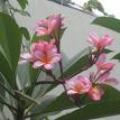 红花鸡蛋花
