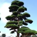 日本罗汉松