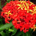 龙船花