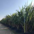 红刺林投