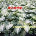 合果芋