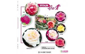 广西青秀山将举办玫瑰花展 珍稀玫瑰云集