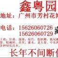 美丽针葵