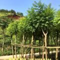 蓝花楹