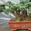 对节白腊精品