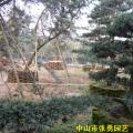 罗汉松