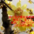 腊梅