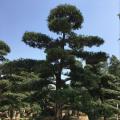 本地罗汉松