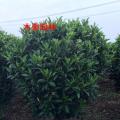 非洲茉莉