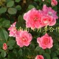 月季