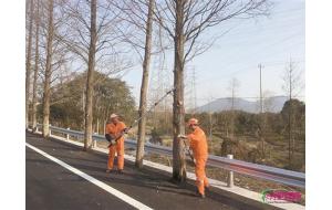浙江：宁慈公路两侧树木“理发”保畅通
