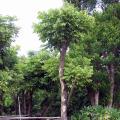 龙眼3