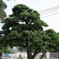 台湾罗汉松
