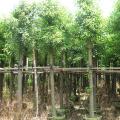 香樟树