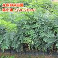 黄花梨