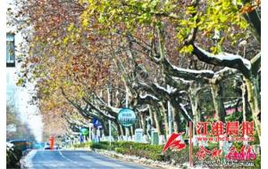 合肥:这一轮暴雪过后 “明星”树木咋样了 合肥:这一轮暴雪过后 “明星”树木咋样了