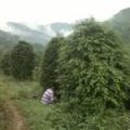 南方红豆杉