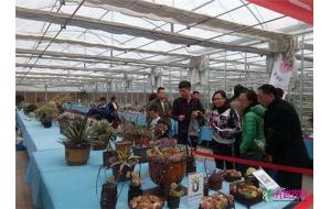 山东省第二届国际多肉植物展 价格是国外的一半