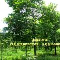 澳洲火焰木