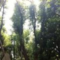 香樟树(多杆)