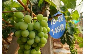 被“外来品种”扼住咽喉，国产水果该如何破局？